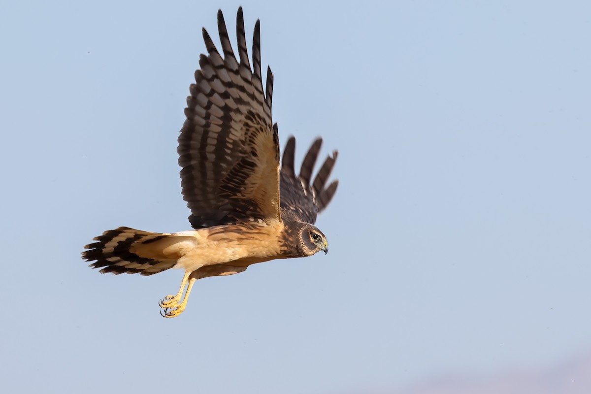 Northern Harrier - ML623933647