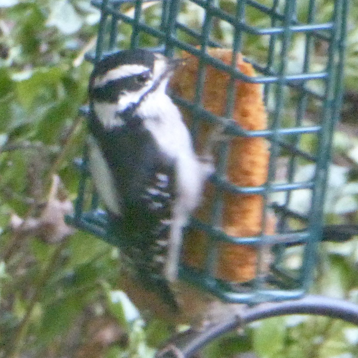 Downy Woodpecker - ML623933648