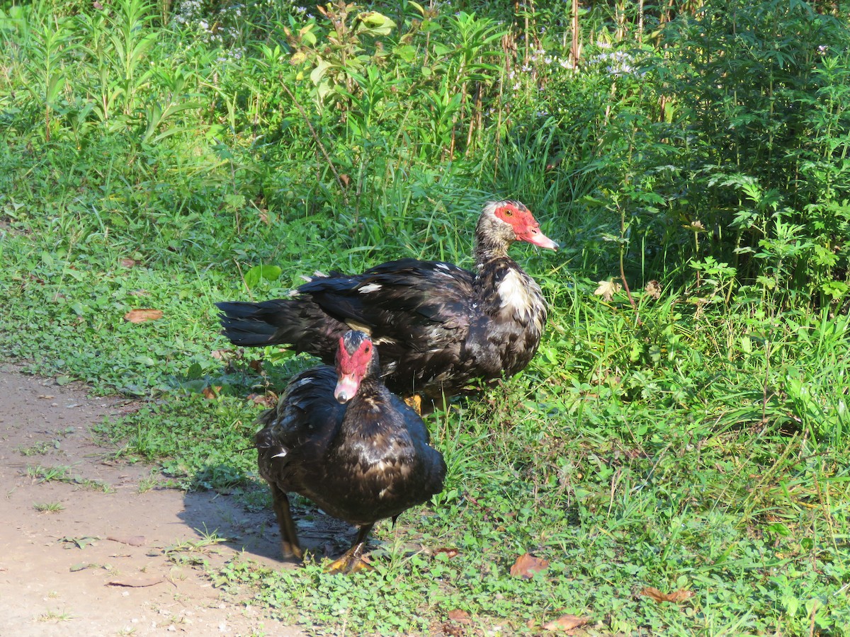 Muscovy Duck (Domestic type) - ML623933653