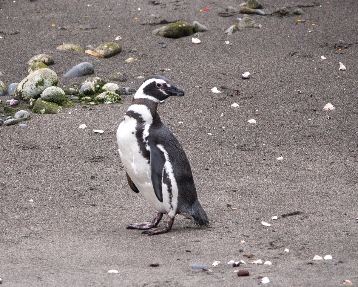 Magellanic Penguin - ML623933657