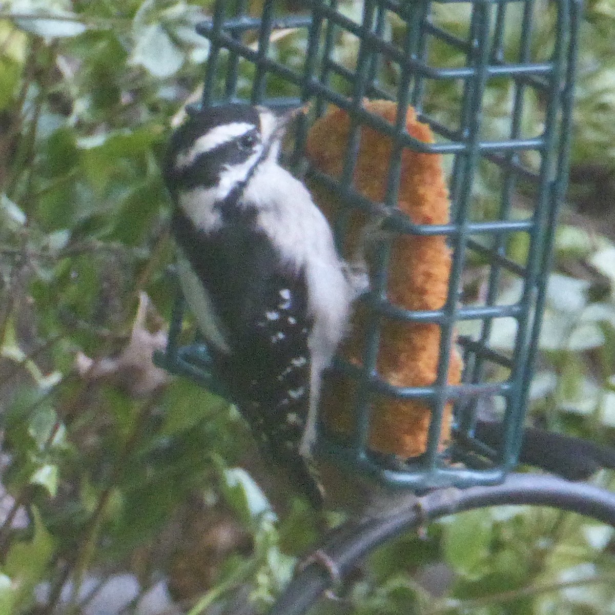 Downy Woodpecker - ML623933687