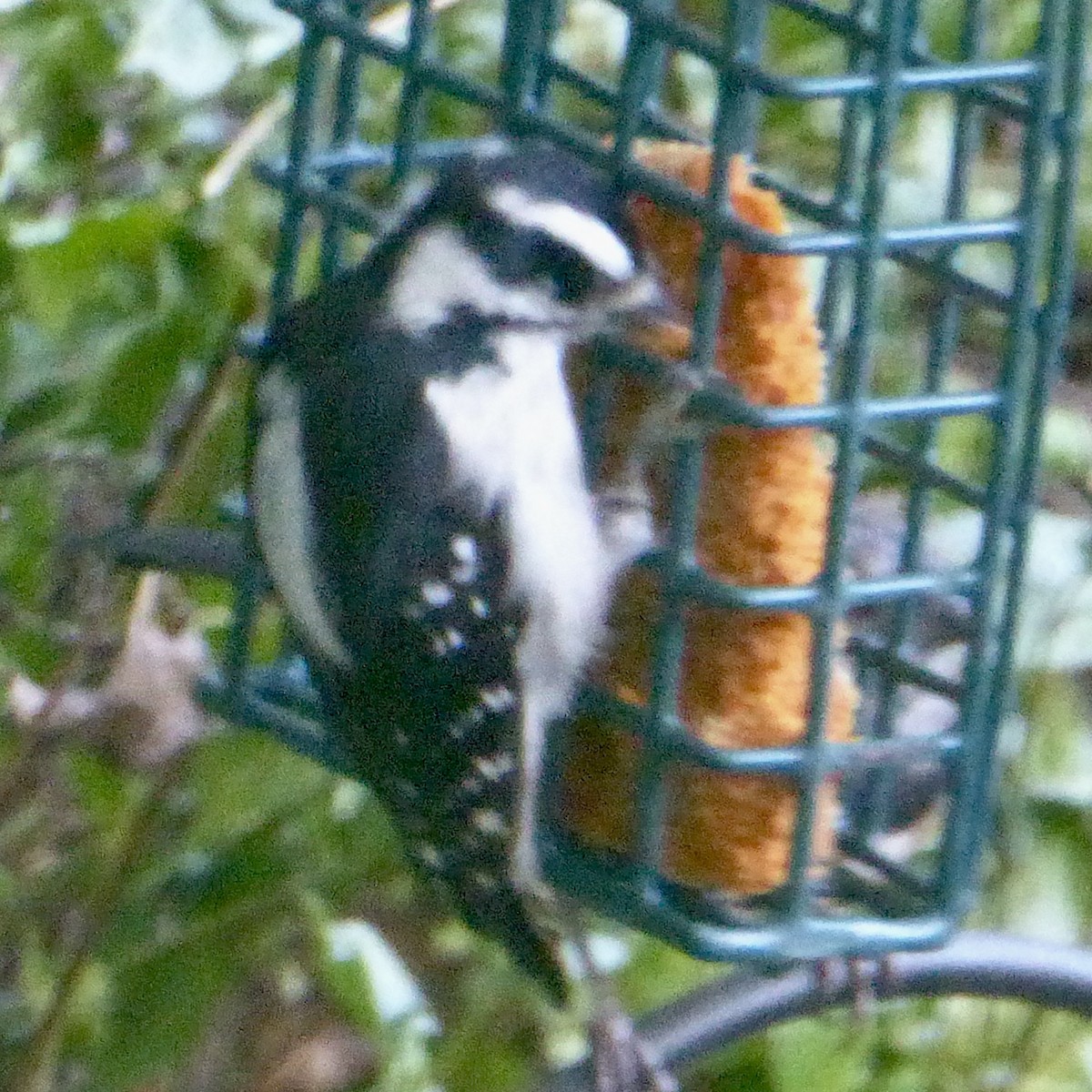 Downy Woodpecker - ML623933714