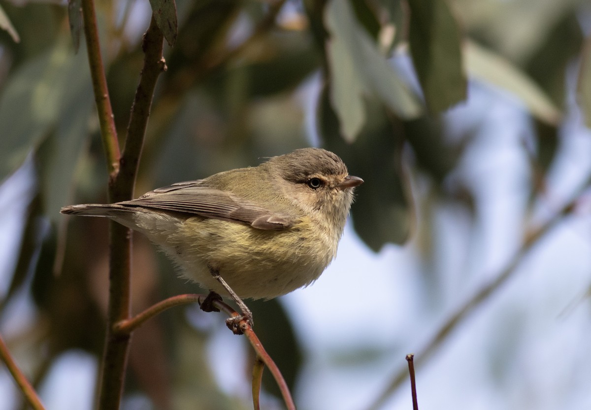 Weebill - Jennifer Carr