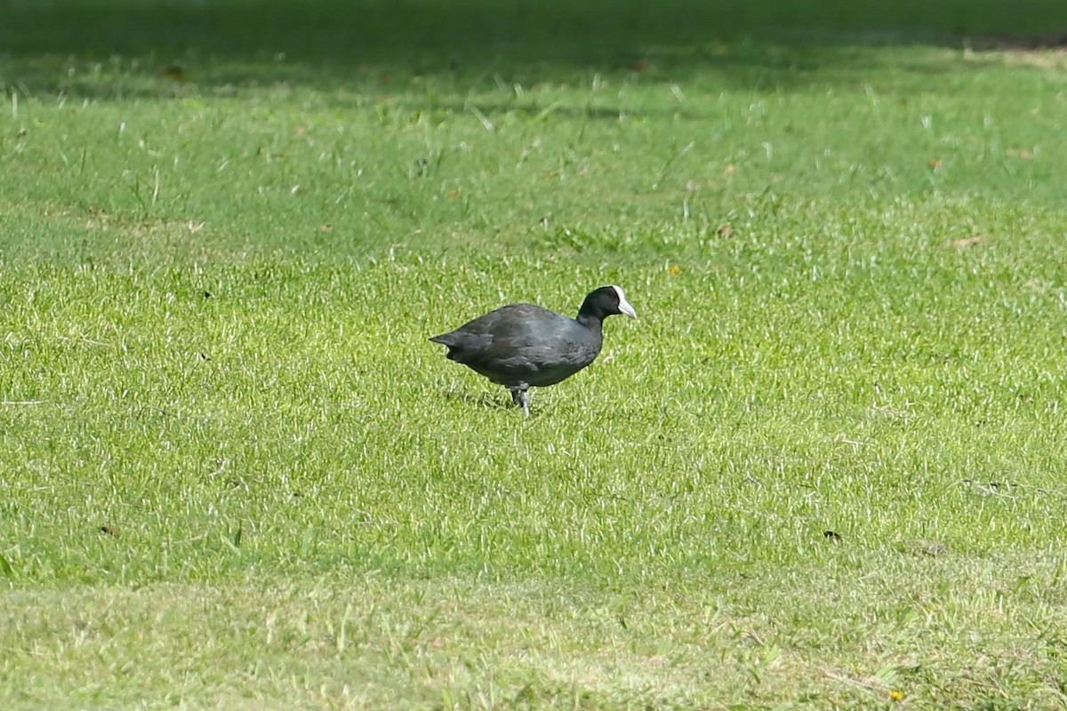 Hawaiian Coot (White-shielded) - ML623933749