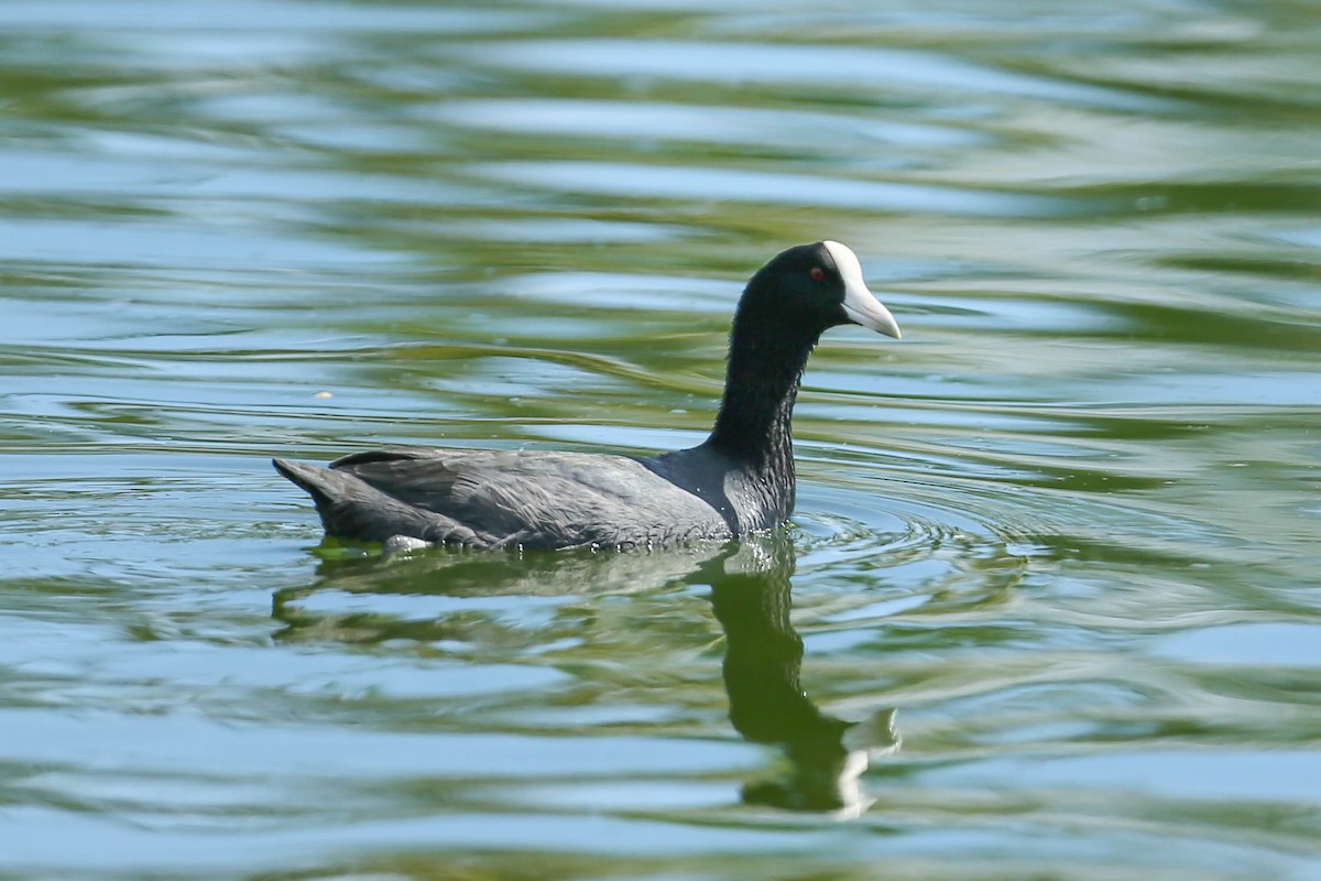 Hawaiian Coot (White-shielded) - ML623933757