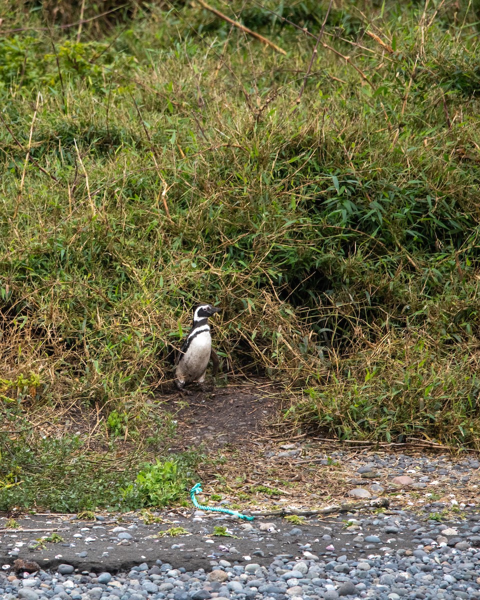 Magellanic Penguin - ML623933765