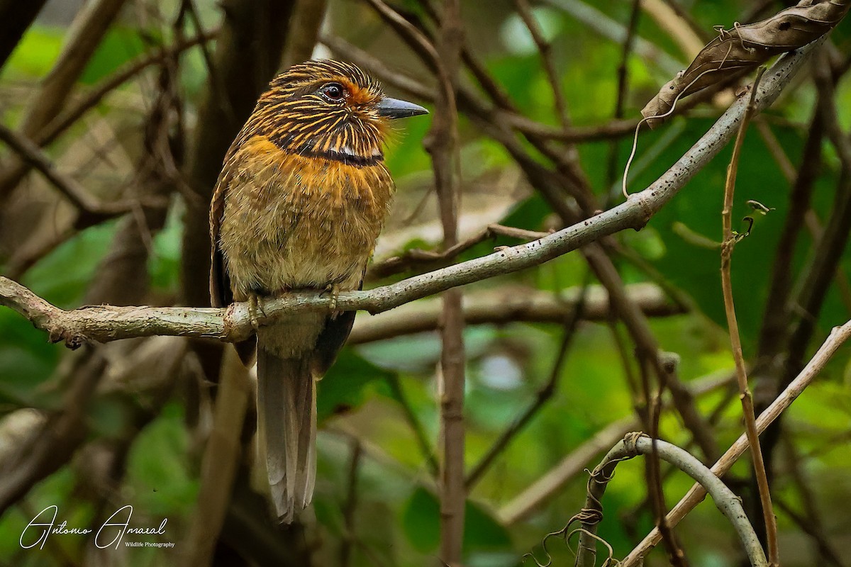 Crescent-chested Puffbird (Greater) - ML623933785