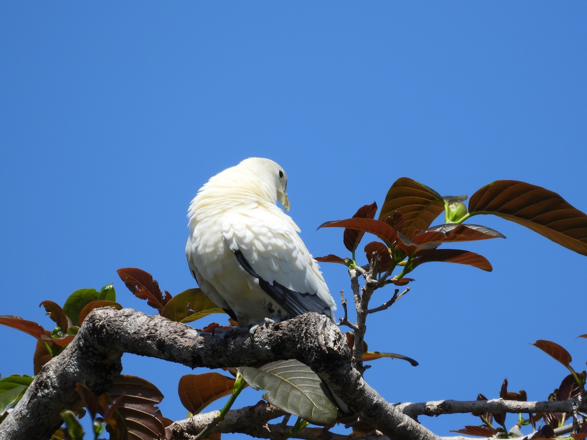 Torresian Imperial-Pigeon - ML623933806