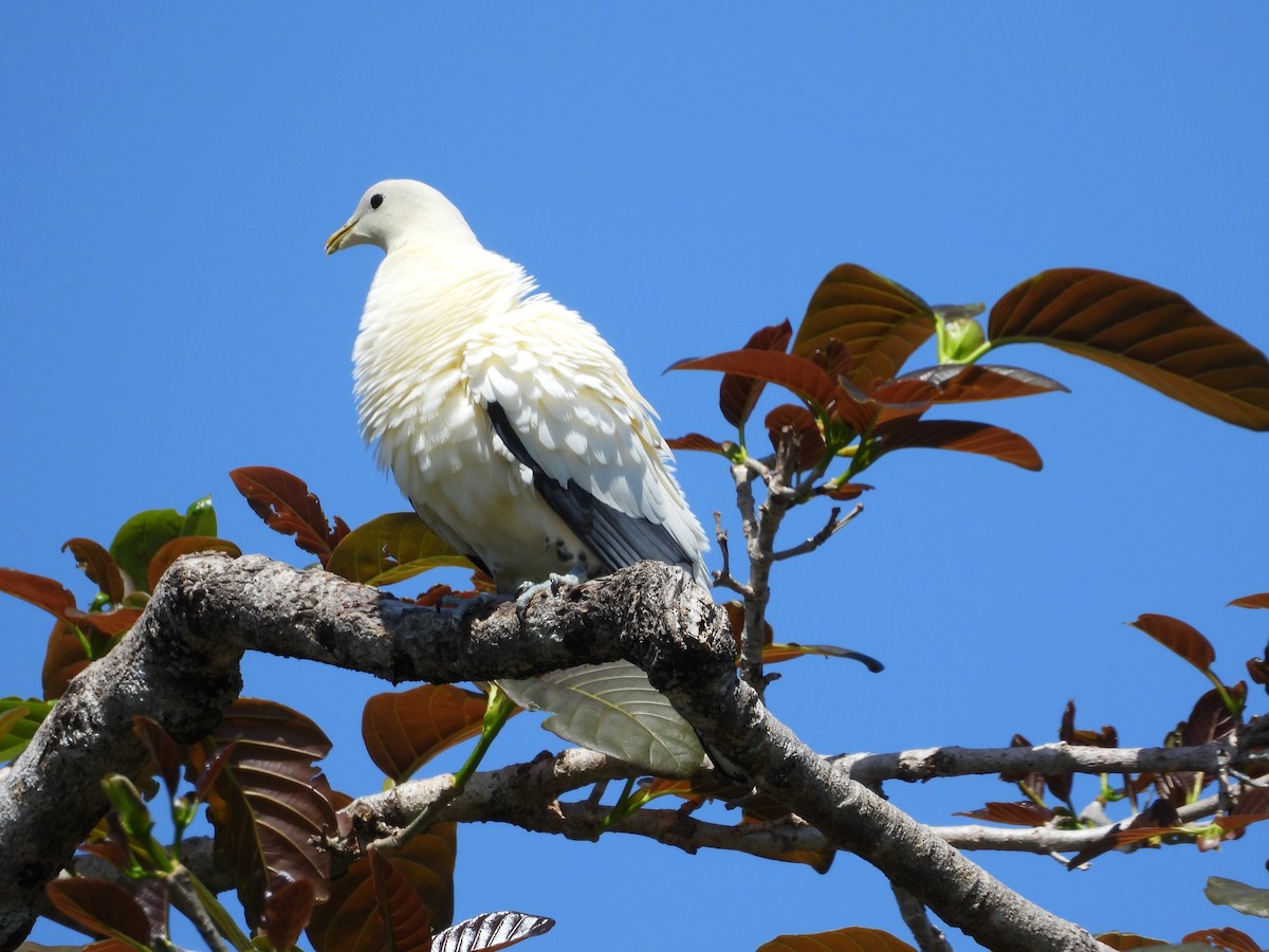 Torresian Imperial-Pigeon - ML623933807