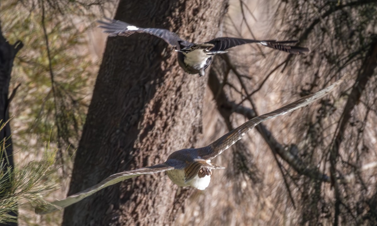 Barn Owl - ML623933808