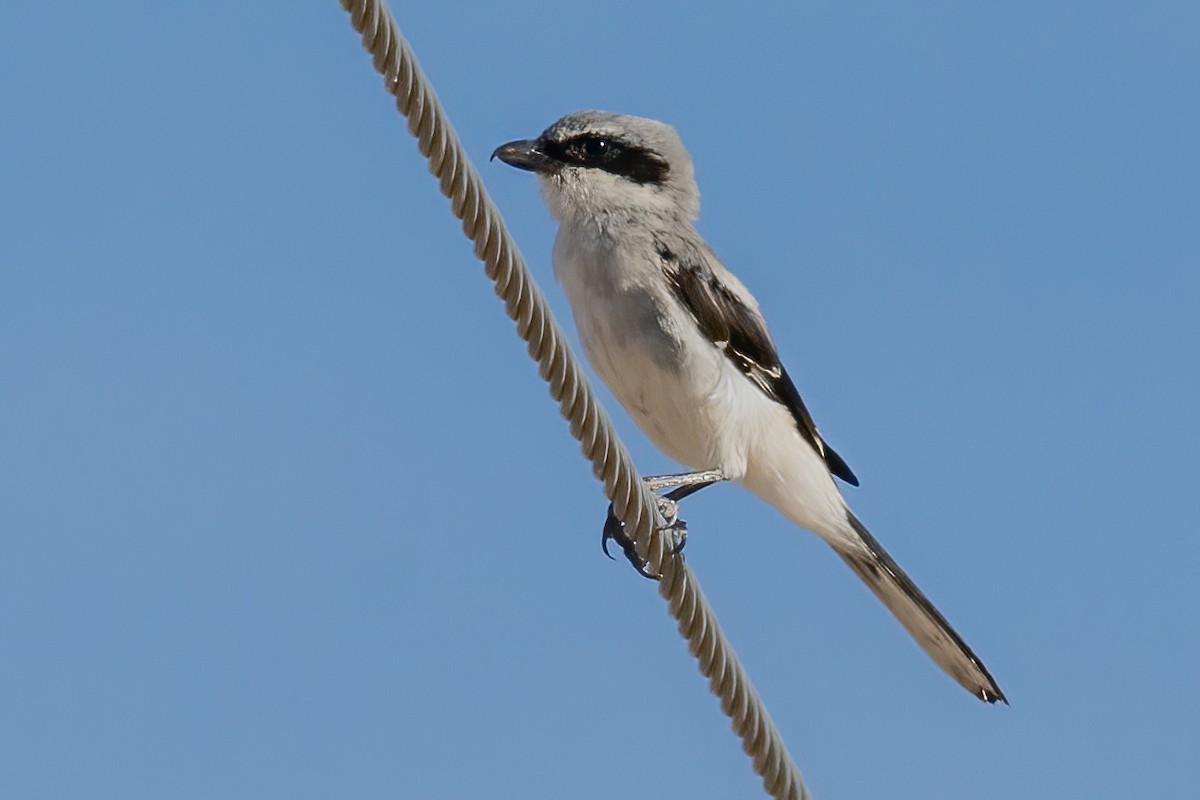 Loggerhead Shrike - ML623933809