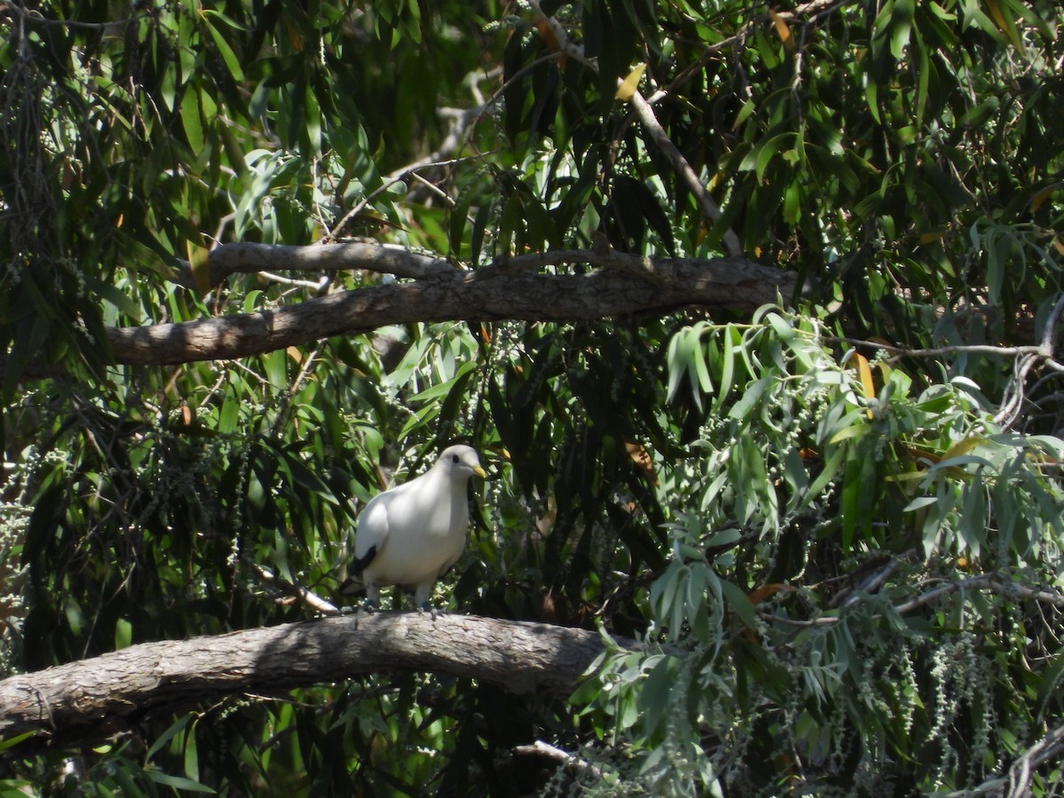 Torresian Imperial-Pigeon - ML623933810