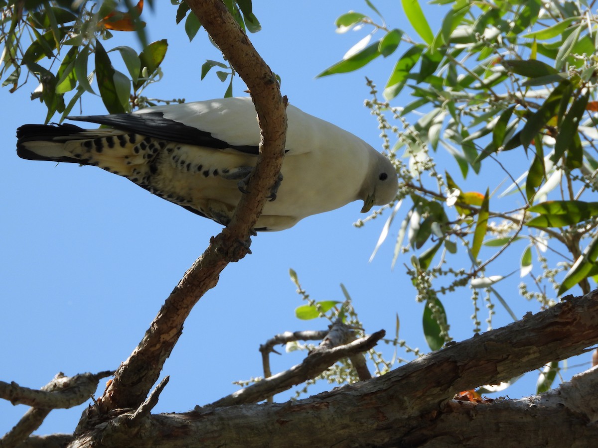 Torresian Imperial-Pigeon - ML623933816