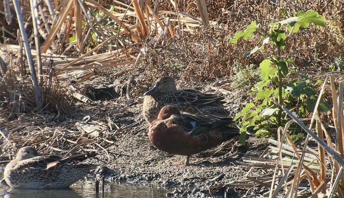 Cinnamon Teal - Christian Walker