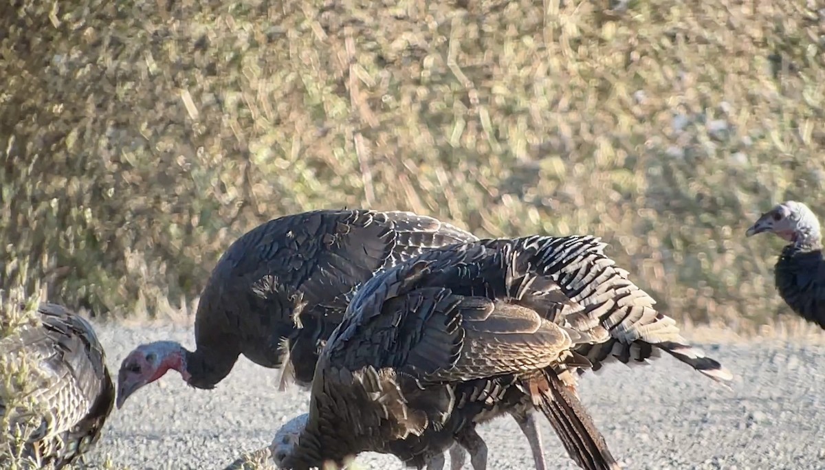 Wild Turkey - ML623933844