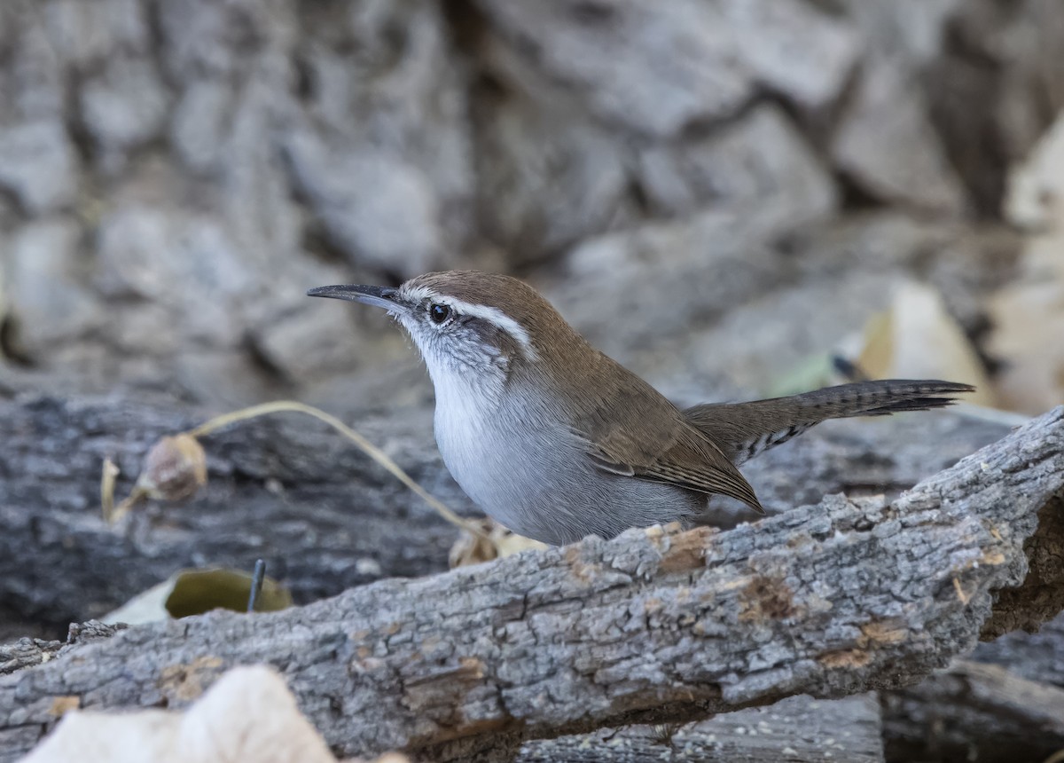 Bewick's Wren - ML623933854