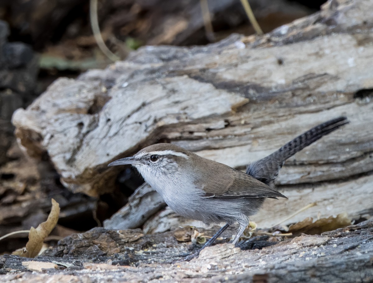 Bewick's Wren - ML623933858