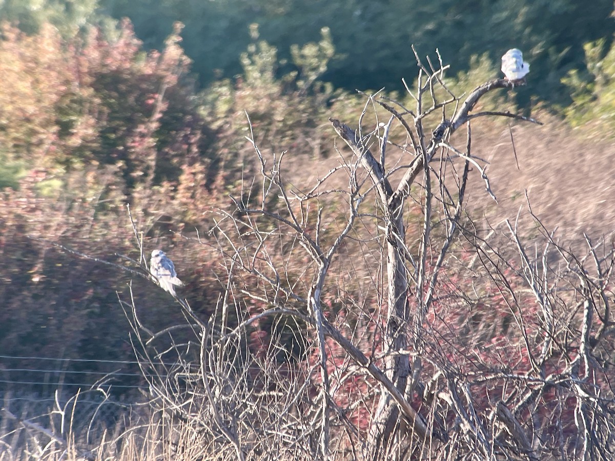 White-tailed Kite - ML623933865