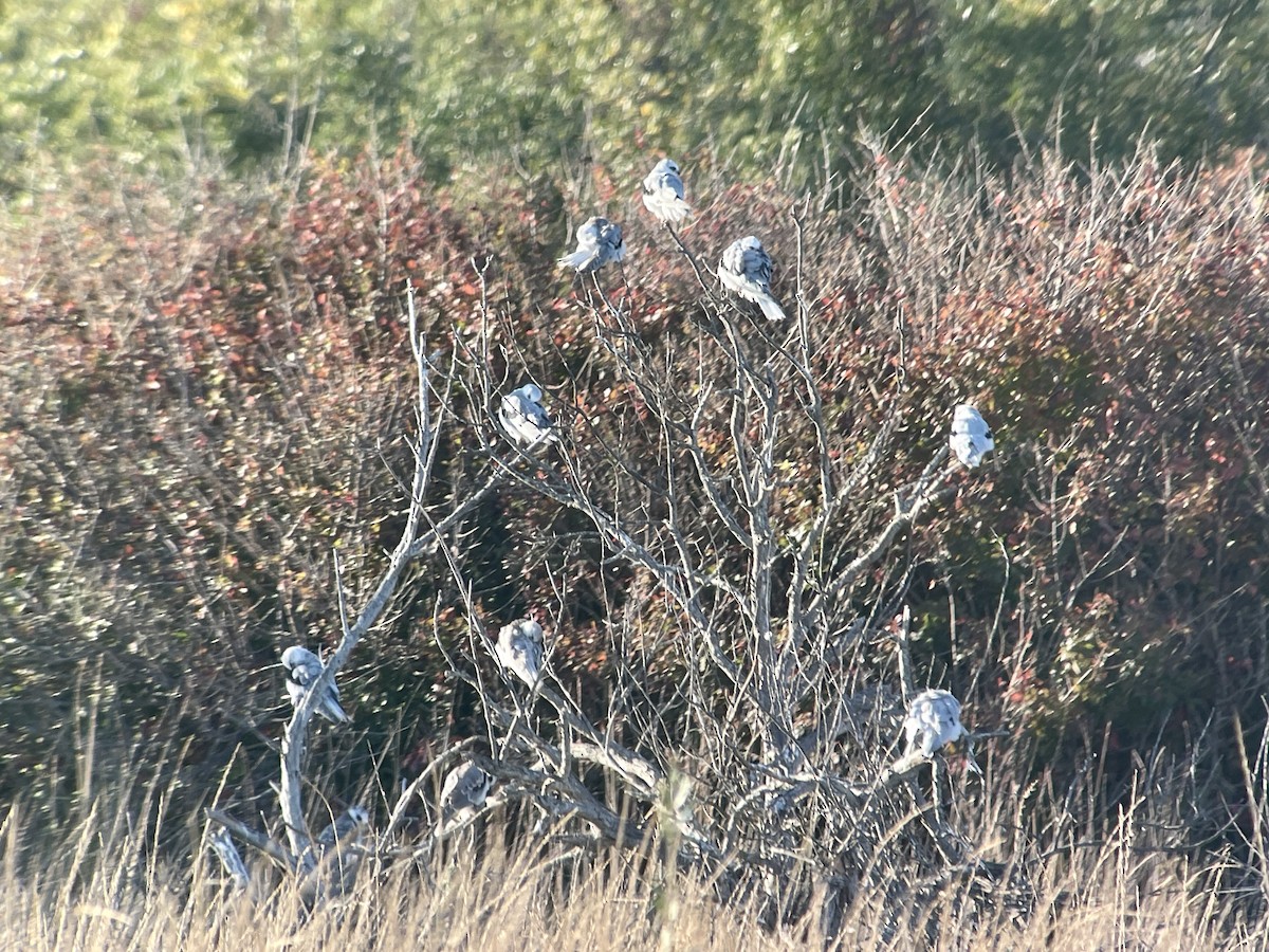 White-tailed Kite - ML623933866