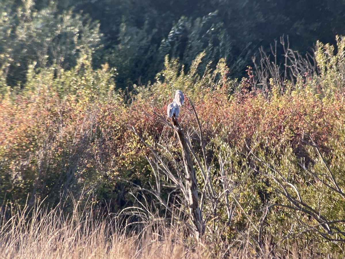 White-tailed Kite - ML623933867