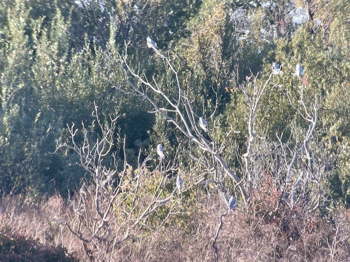 White-tailed Kite - ML623933868