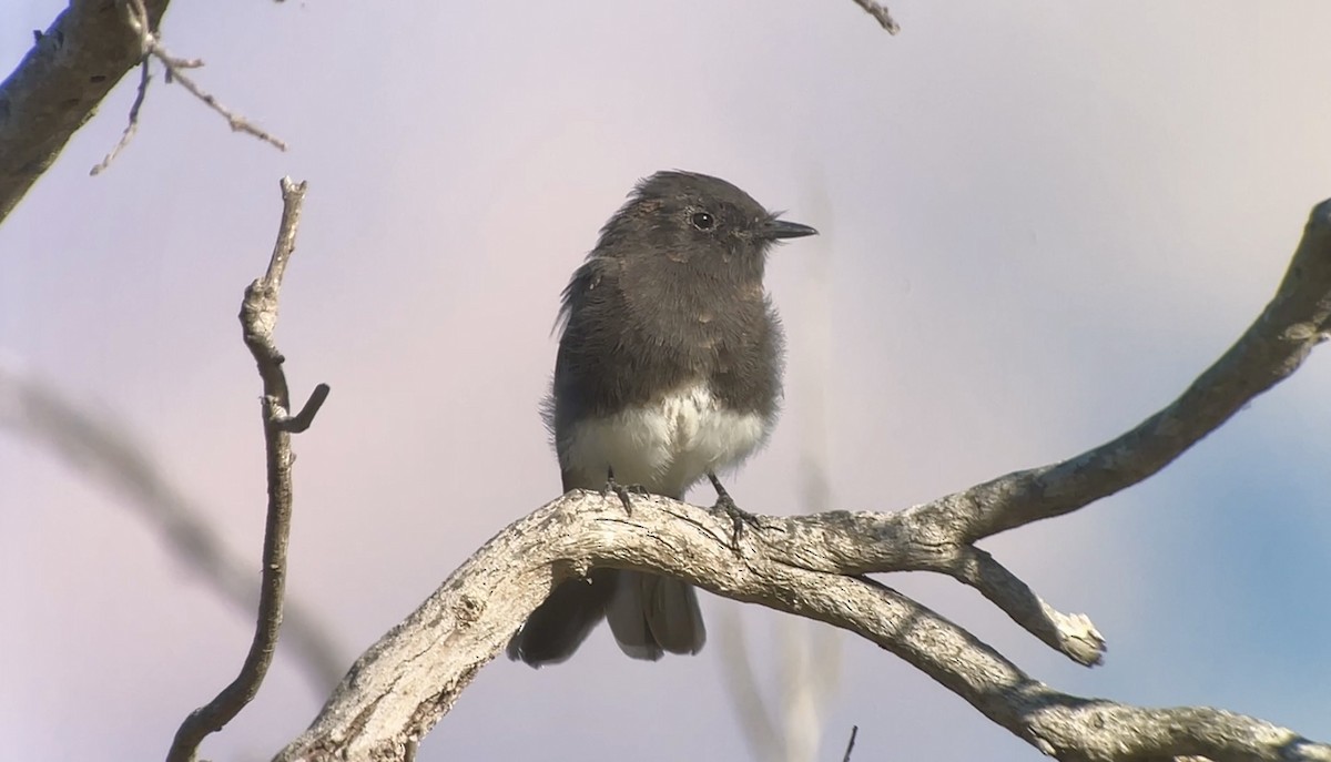 Black Phoebe - ML623933887