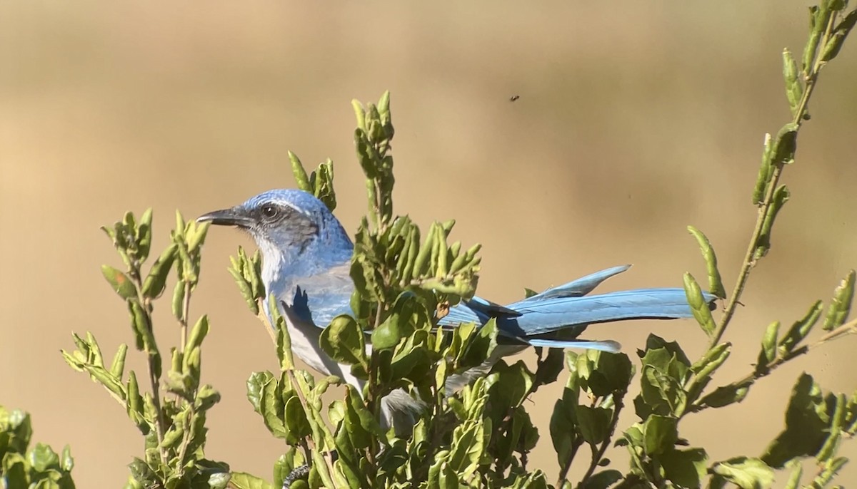 California Scrub-Jay - ML623933895