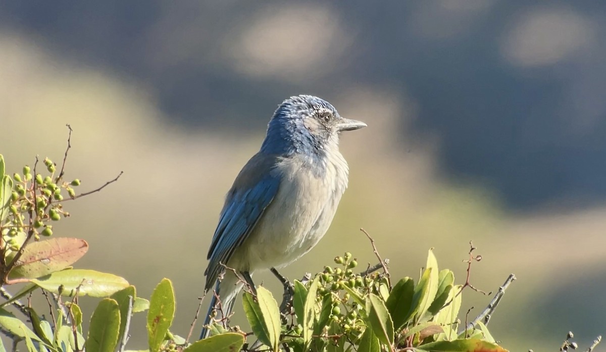 California Scrub-Jay - ML623933896