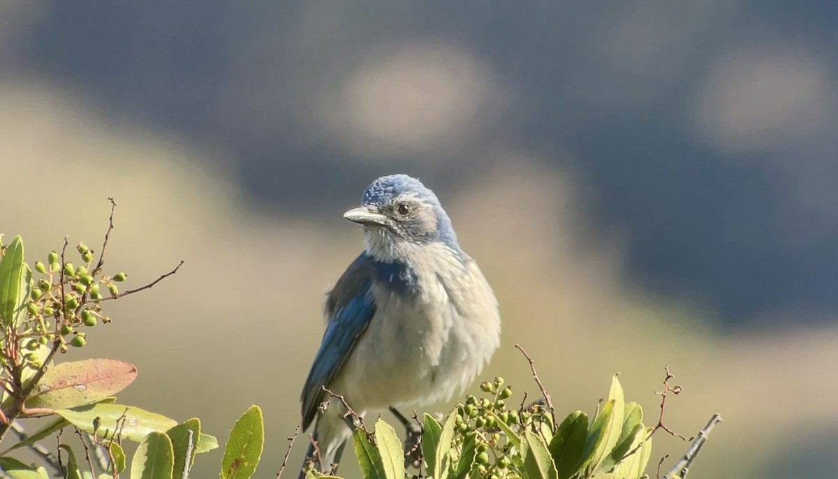 California Scrub-Jay - ML623933898