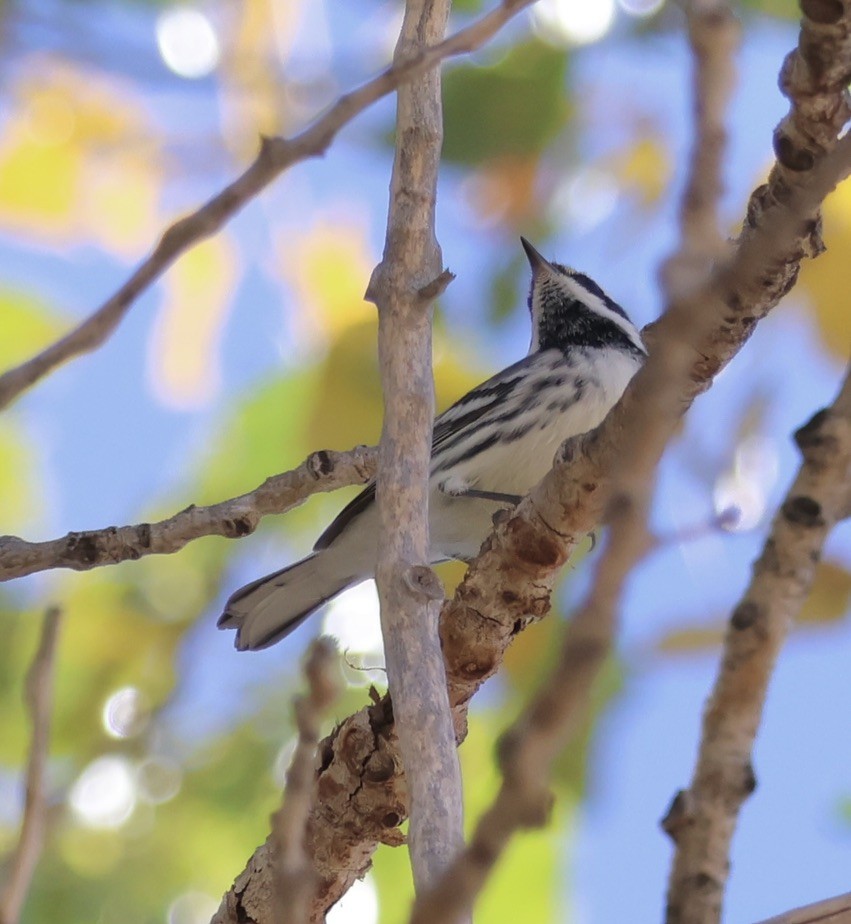 Black-throated Gray Warbler - Gretchen Framel