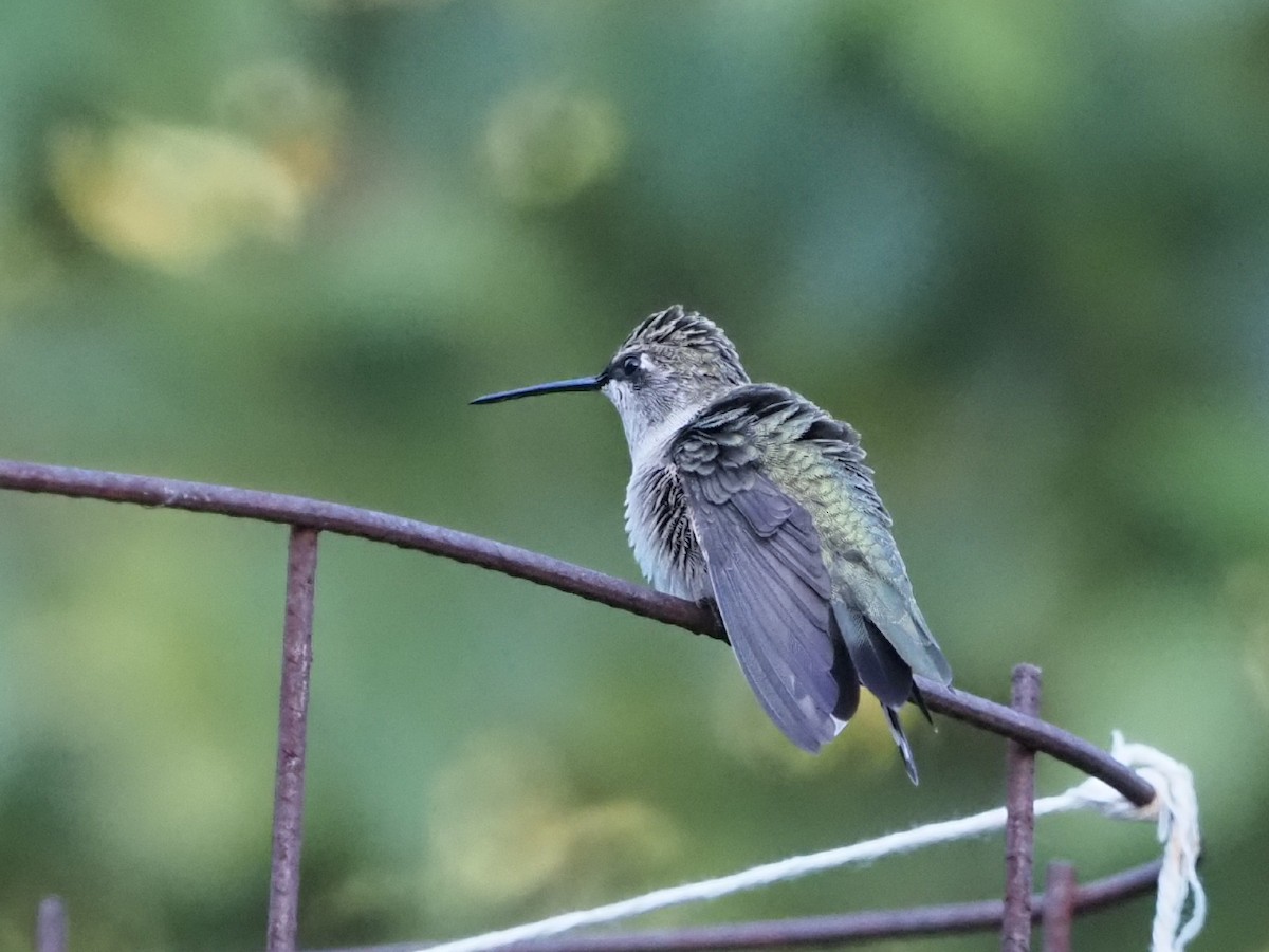 Black-chinned Hummingbird - Leslie S