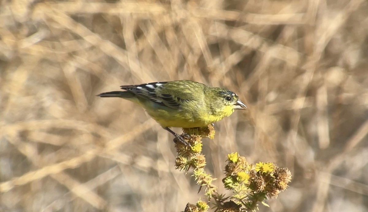 Lesser Goldfinch - Christian Walker