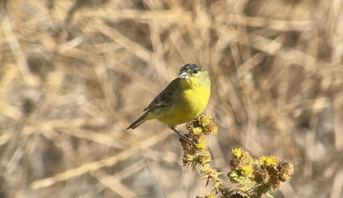 Lesser Goldfinch - ML623933928