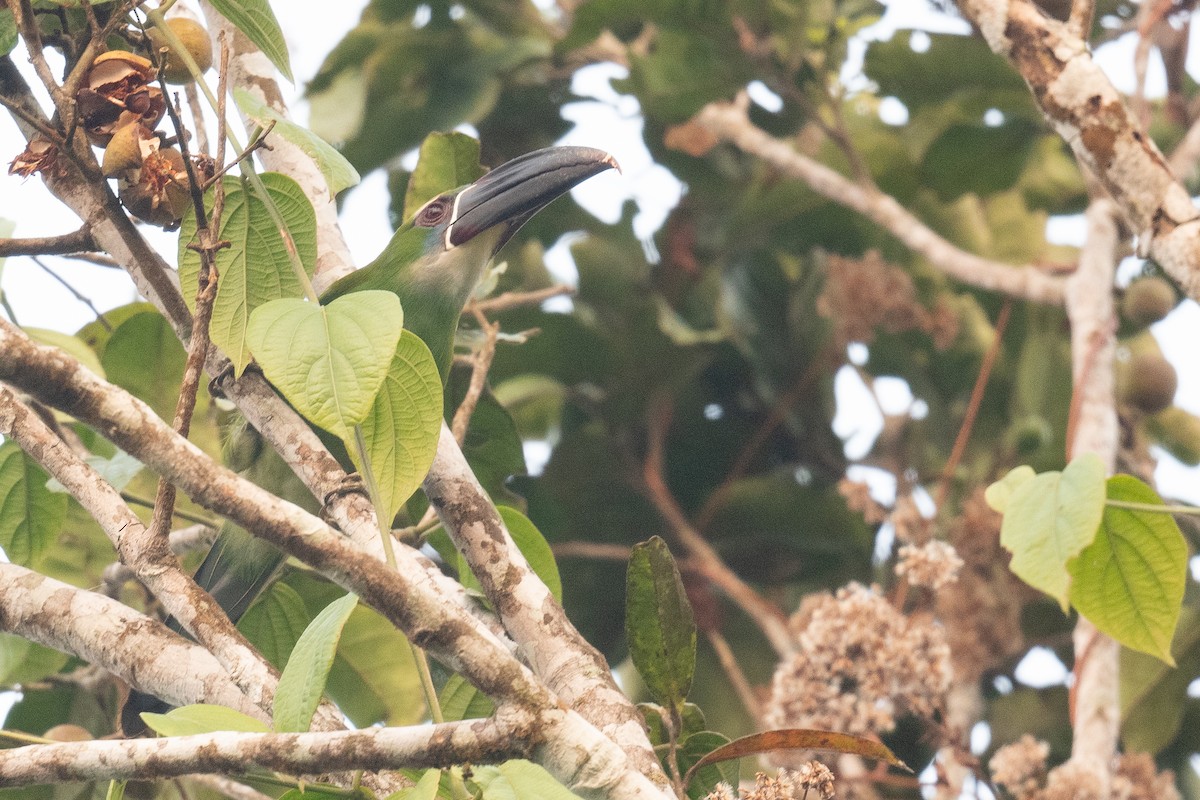 Toucanet de Derby - ML623933947