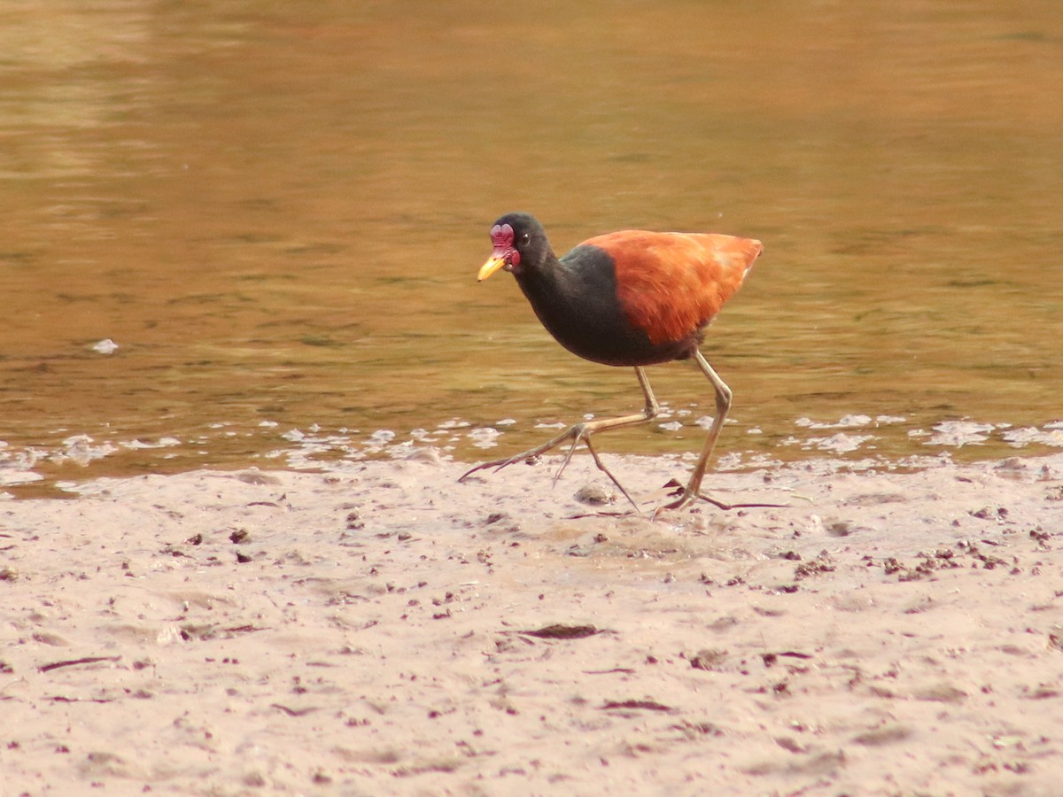 Wattled Jacana - ML623933949