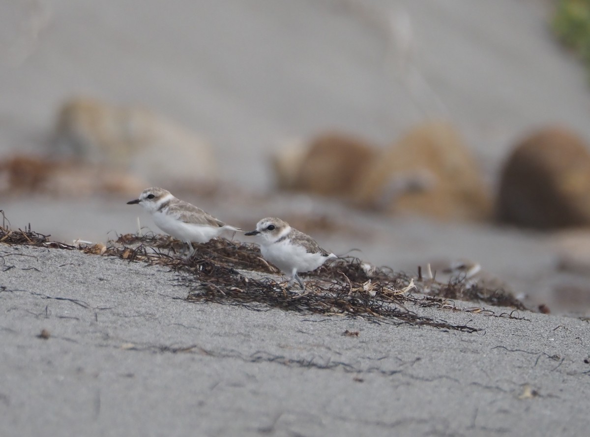 Snowy Plover - ML623933957