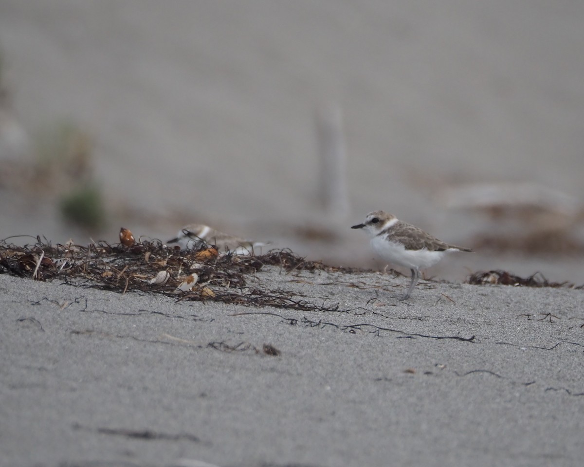 Snowy Plover - ML623933958