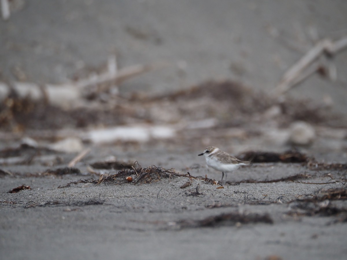 Snowy Plover - ML623933962