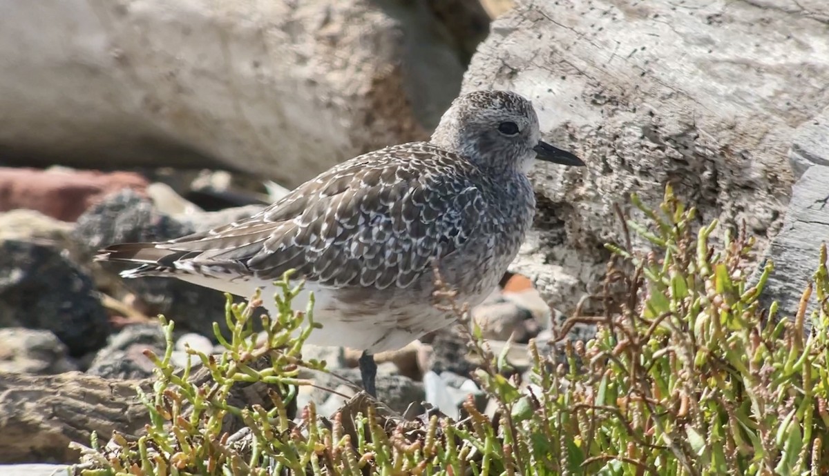 Black-bellied Plover - ML623933965