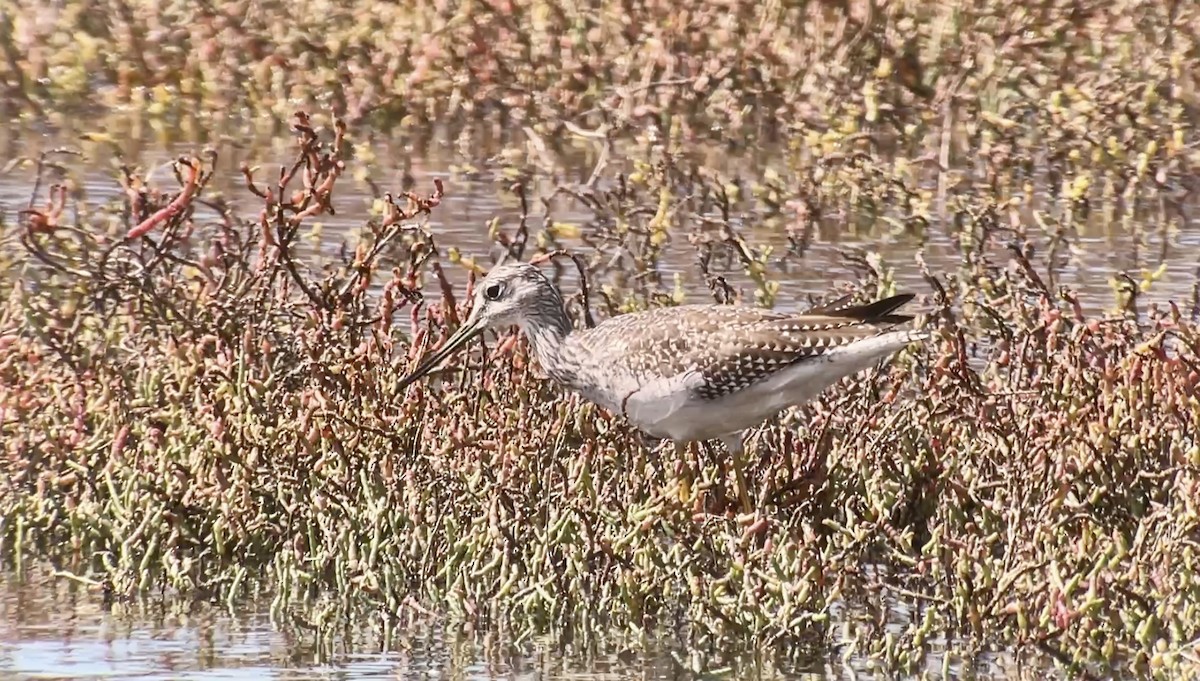 Greater Yellowlegs - ML623933973