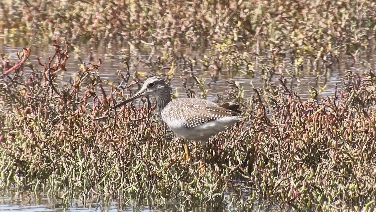 Greater Yellowlegs - ML623933974