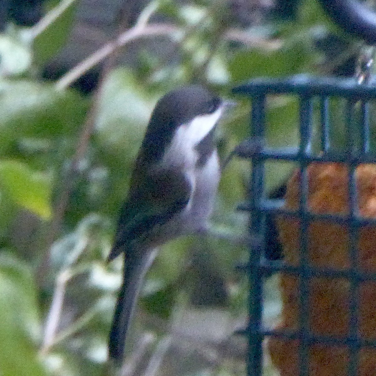 Chestnut-backed Chickadee - ML623933977