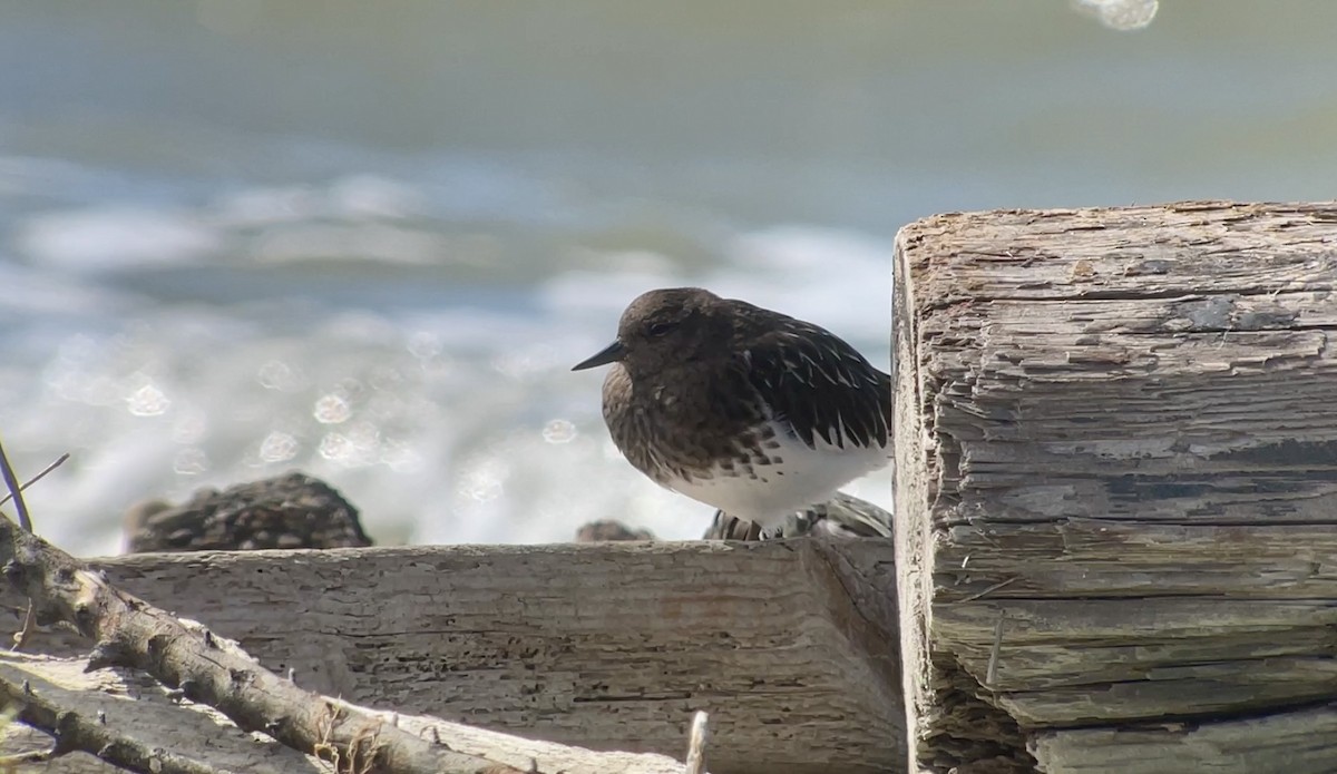 Black Turnstone - ML623933979