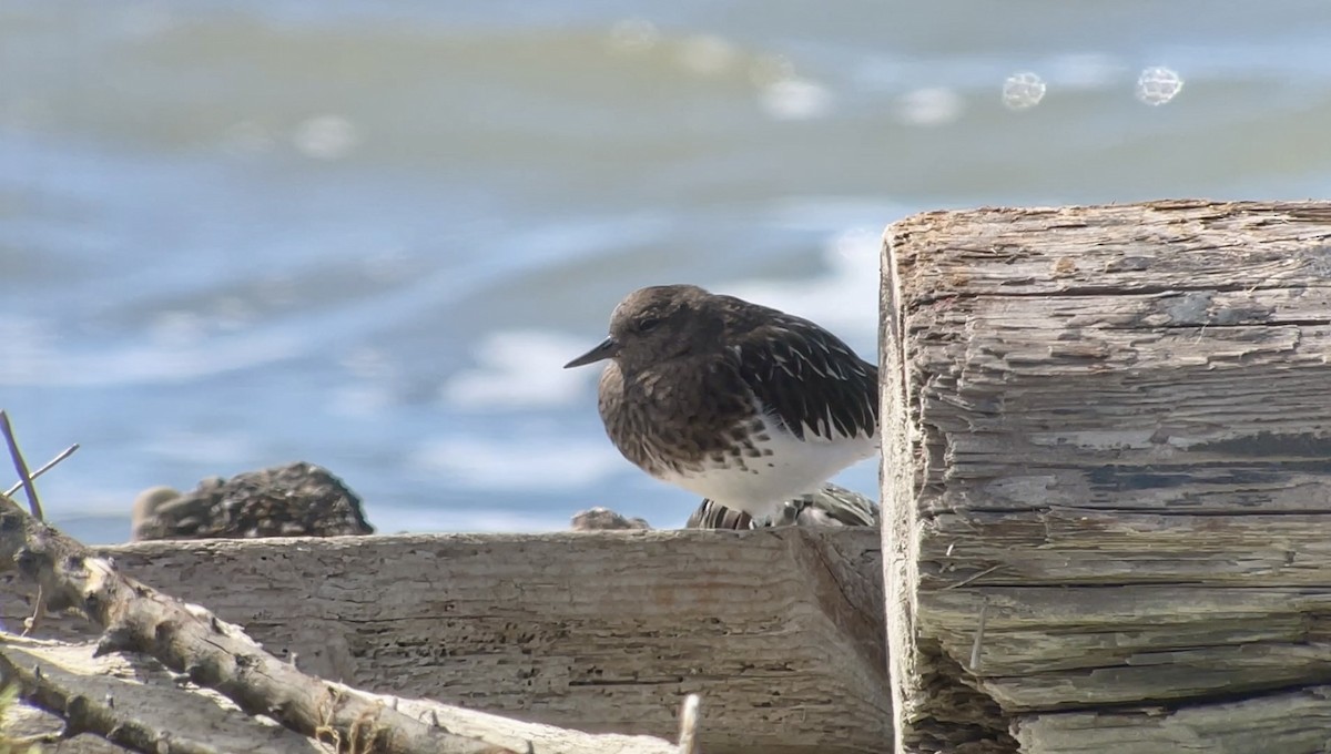 Black Turnstone - ML623933980