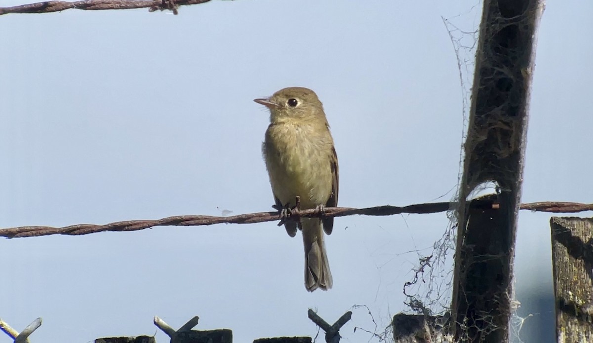 Western Flycatcher (Pacific-slope) - ML623933985