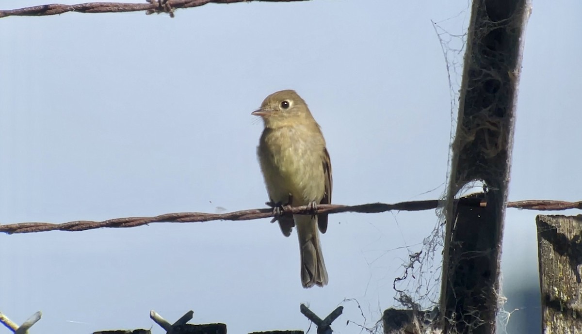 Western Flycatcher (Pacific-slope) - Christian Walker