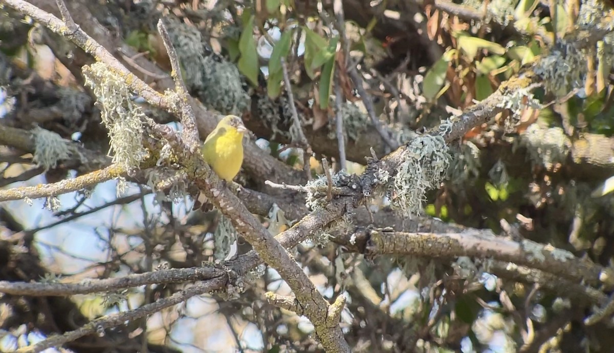 Lesser Goldfinch - ML623933989