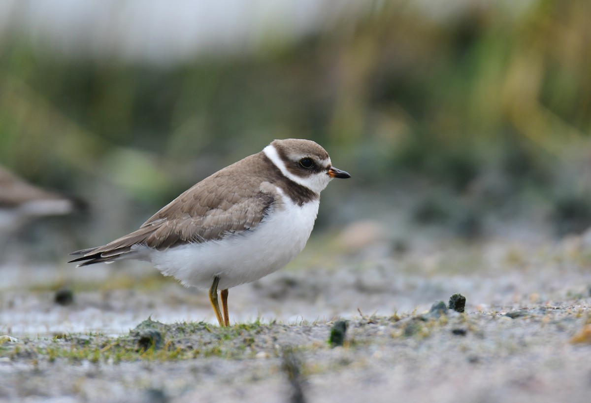 Semipalmated Plover - ML623933990