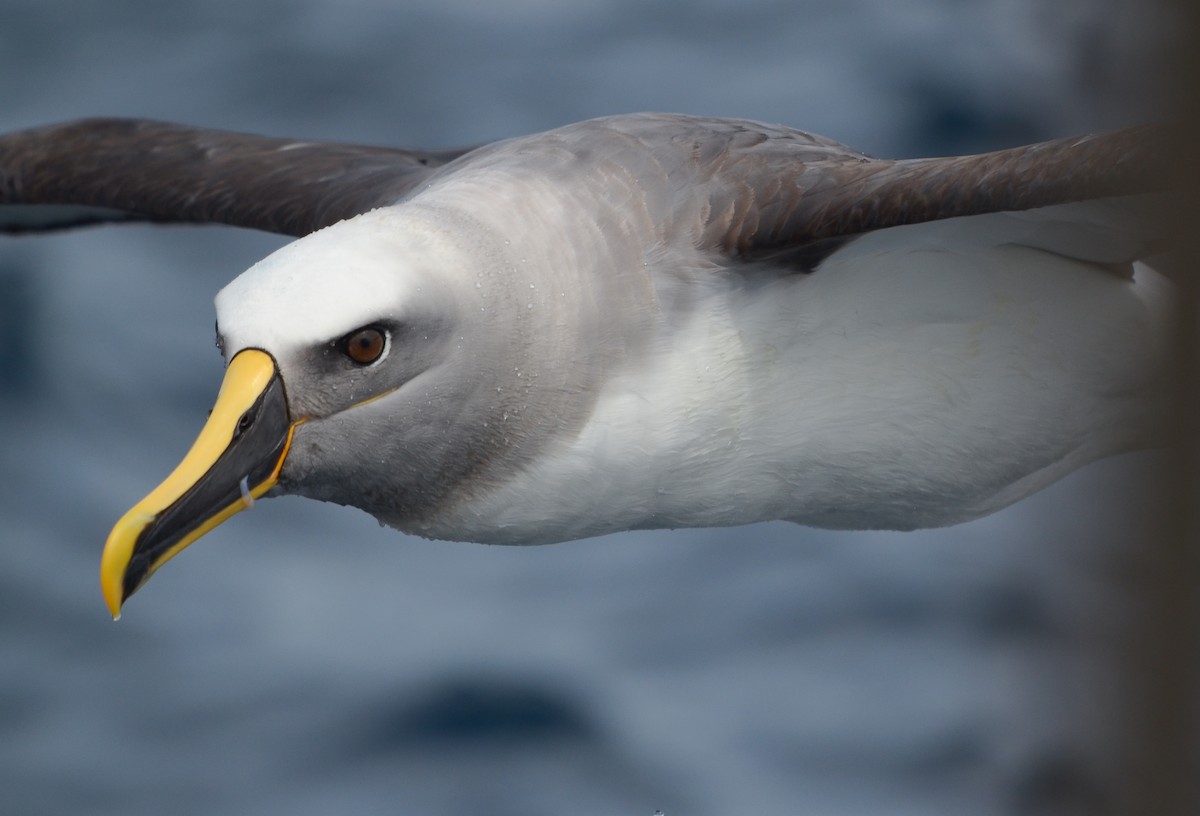 Buller's Albatross - ML623934000