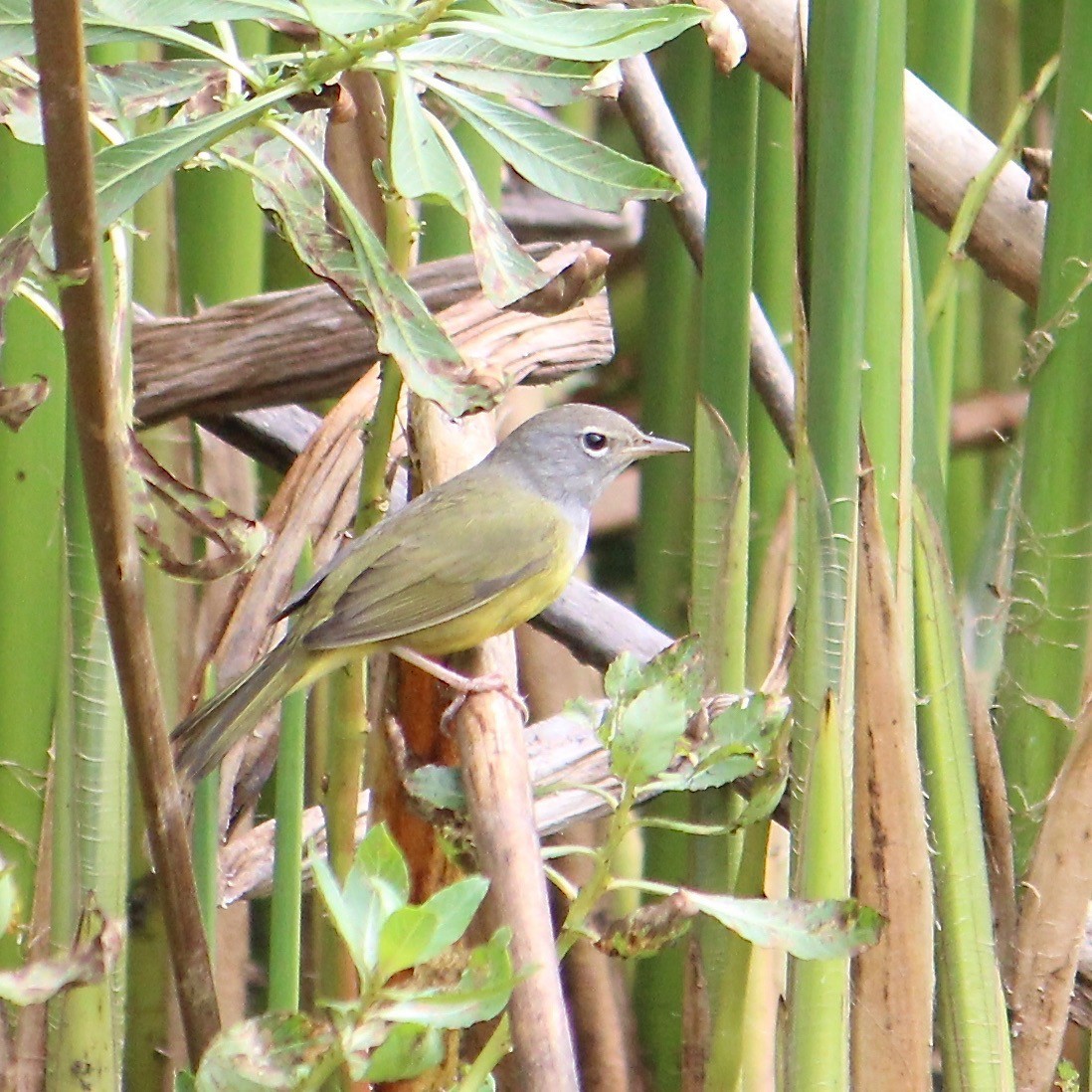 MacGillivray's Warbler - ML623934002